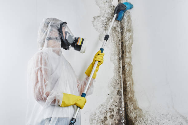 Blanco, TX Mold Removal Company