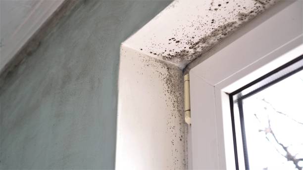 Best Commercial Mold Removal  in Blanco, TX