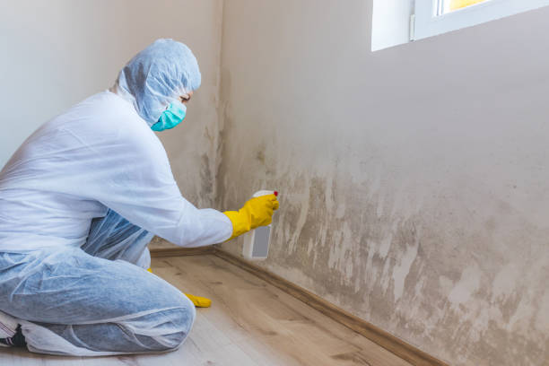 Mold Testing and Removal in Blanco, TX