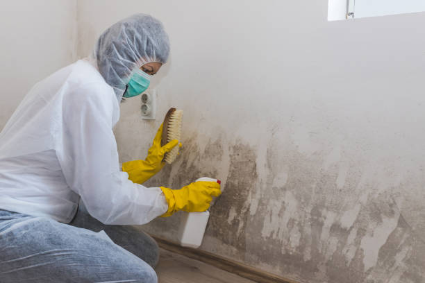 Best Crawl Space Mold Removal  in Blanco, TX