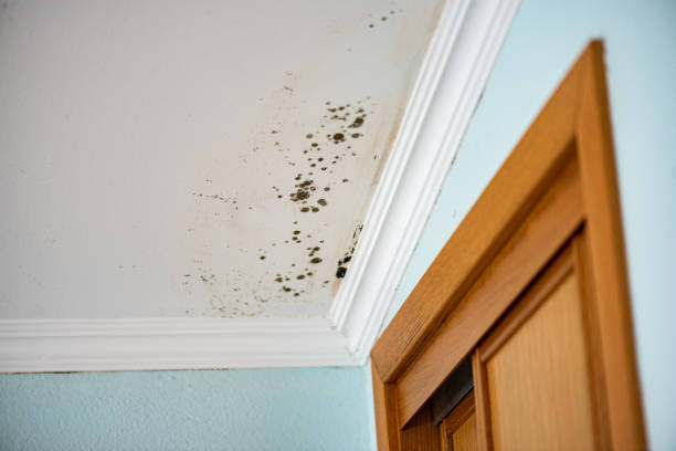 Best Toxic Mold Removal  in Blanco, TX