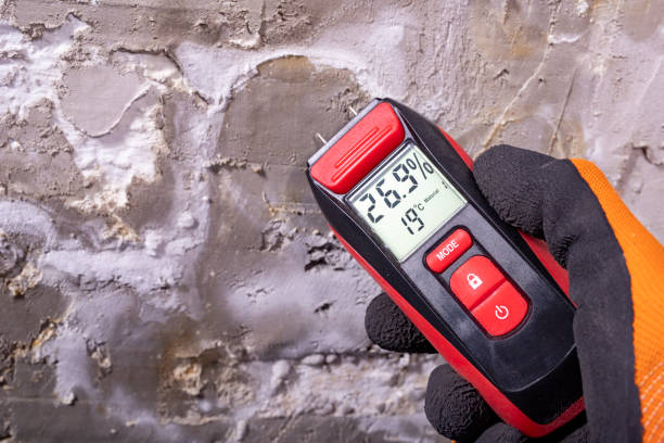 Best Mold Damage Repair  in Blanco, TX