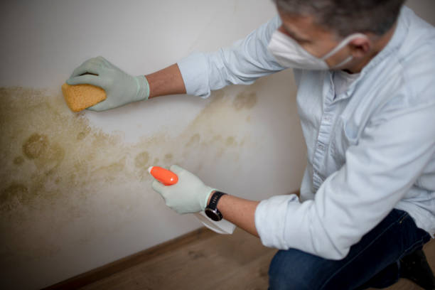 Best Residential Mold Removal  in Blanco, TX