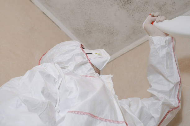 Best Emergency Mold Removal  in Blanco, TX