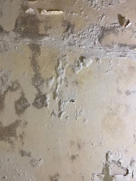 Best Professional Mold Removal  in Blanco, TX