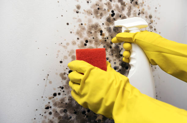 Best Emergency Mold Removal  in Blanco, TX