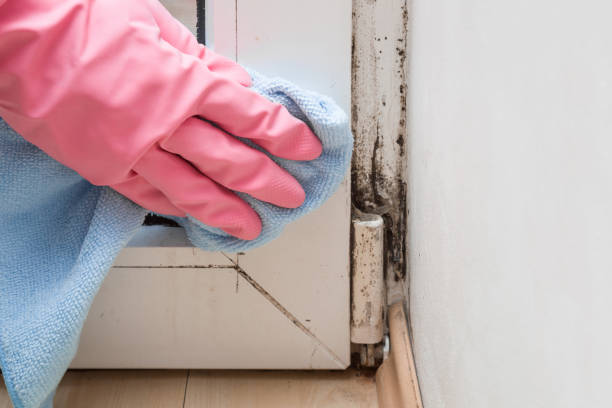 Mold Removal Process in Blanco, TX