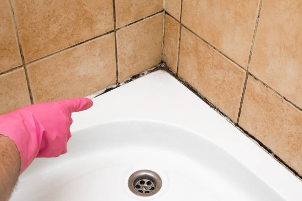 Best Home Mold Removal  in Blanco, TX